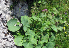 Adenostyles alliariae