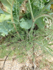 Astrodaucus littoralis