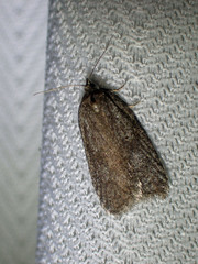 Semioscopis