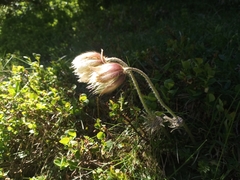 Pulsatilla vulgaris