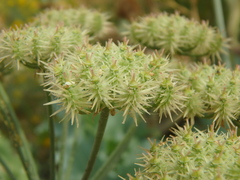Astrodaucus littoralis