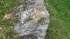 Sceloporus taeniocnemis