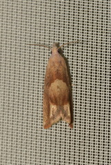 Eucosma conterminana