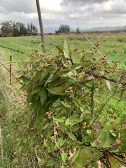 Convolvulus farinosus