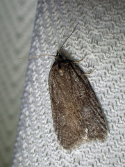 Semioscopis
