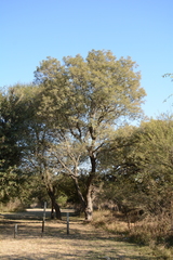 Peltophorum africanum