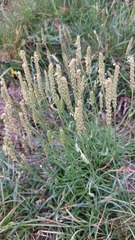 Plantago maritima serpentina