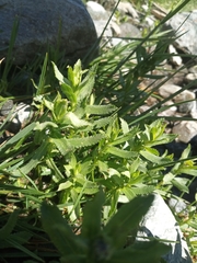 Achillea pyrenaica