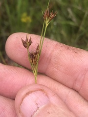 Rhynchospora gracilenta