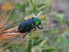Chrysochares asiaticus
