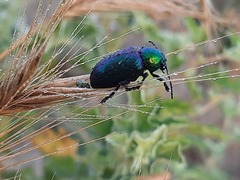 Chrysochares asiaticus