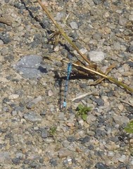 Enallagma cyathigerum