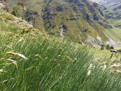 Festuca eskia