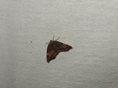 Achrosis rondelaria