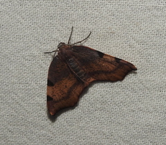 Achrosis rondelaria