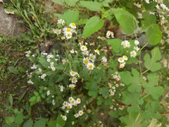 Erigeron annuus