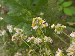 Erigeron annuus