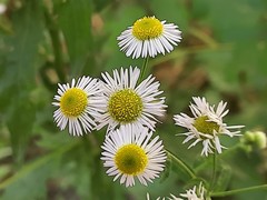 Erigeron annuus