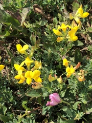 Lotus corniculatus
