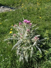 Carduus carlinoides