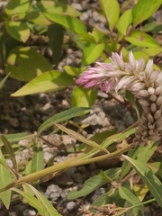 Angiospermae