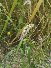 Angiospermae