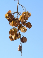 Combretum apiculatum