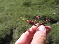Thymus praecox polytrichus