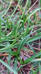Plantago maritima serpentina