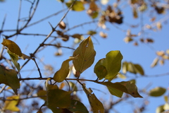 Combretum apiculatum