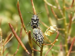 Eurydema lundbladi