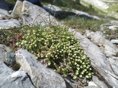 Galium pyrenaicum