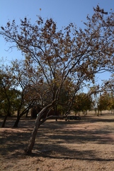 Combretum apiculatum