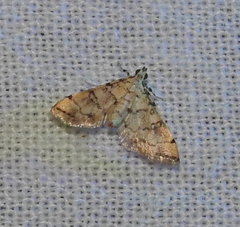 Lamprosema tampiusalis