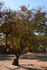 Combretum apiculatum