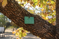 Combretum apiculatum