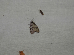 Sommeria marchalii