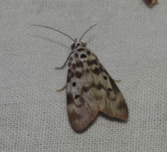 Sommeria marchalii