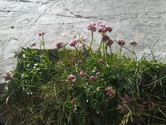 Valeriana apula