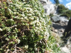 Paronychia polygonifolia