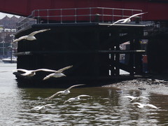Larus argentatus argentatus