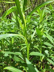 Coleophora laurentella