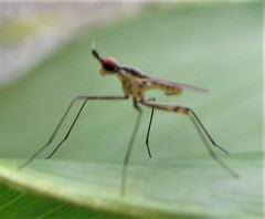 Telostylinus gressitti