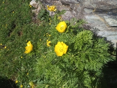 Adonis pyrenaica
