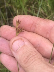 Rhynchospora gracilenta