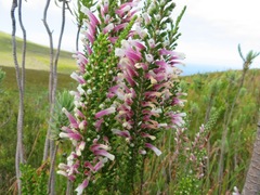 Erica perspicua perspicua