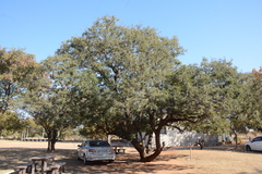 Peltophorum africanum