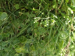Thalictrum alpinum