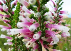 Erica perspicua perspicua