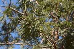 Peltophorum africanum